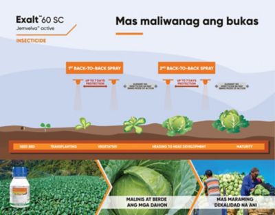 Exalt Cabbage Timing of Application